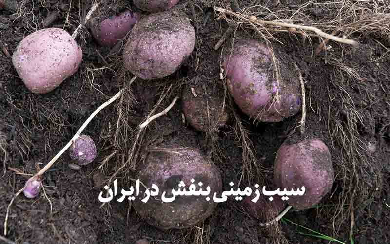 کشت سیب زمینی بنفش در ایران